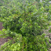 plant material shot