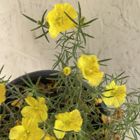 Calylophus drummondii, Sundrops Yellow Flowers