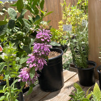 Organic Lavender Bee Balm