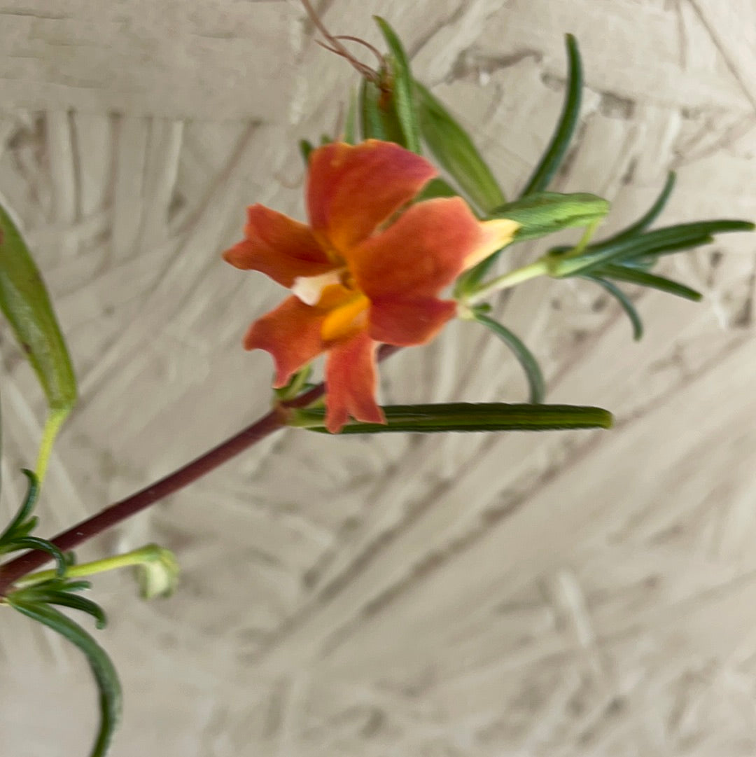 Mimulus puniceus, Diplacus – Plant Material