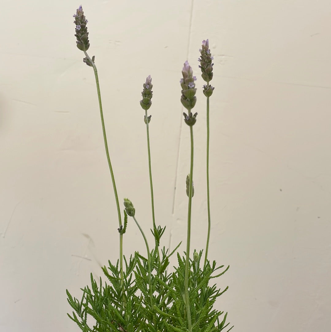 fringed lavender plant Lavandula dentata (French Lavender)