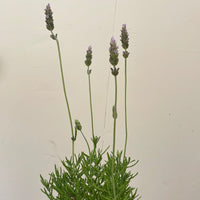 Lavandula dentata (French Lavender)