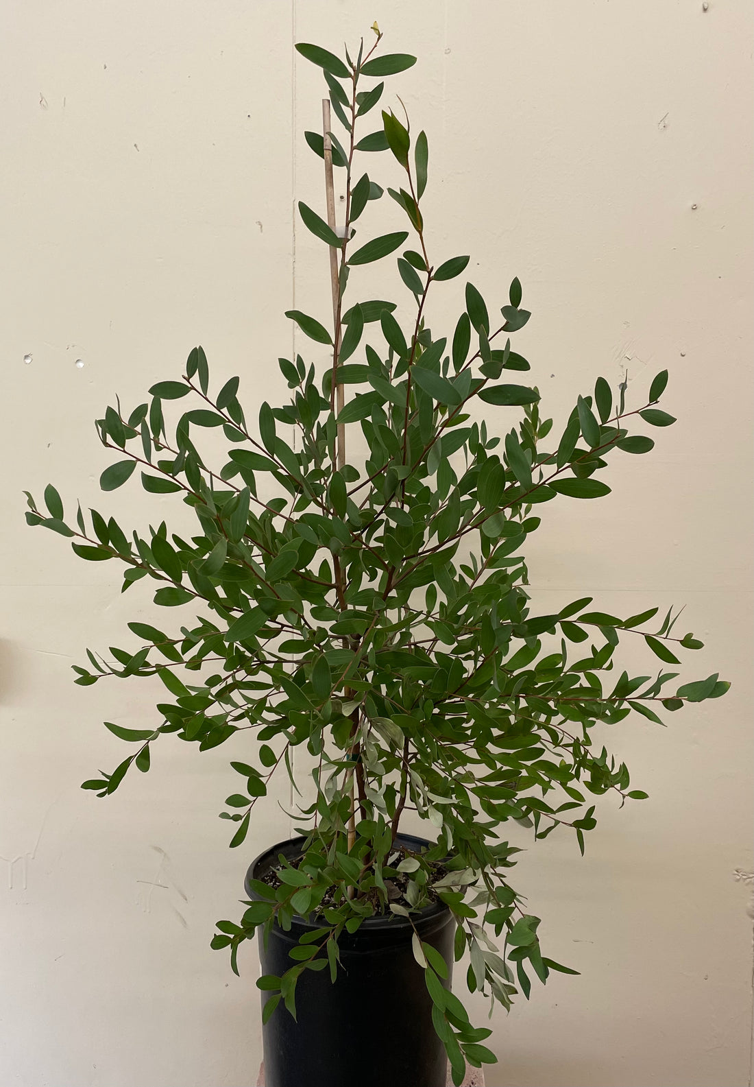 Hakea obtusa
