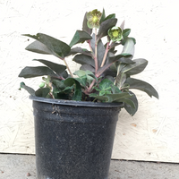 Helleborus livi. Pink Marble (Pink Marble Hellebore)