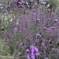 plant material shot