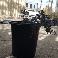 Monardella macrantha 'Marian Sampson' 1 Gallon