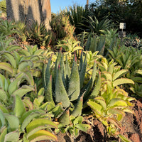 plant material shot