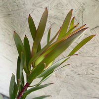 Leucadendron Inca Gold