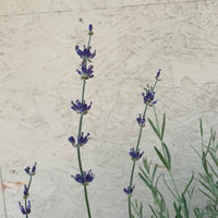 Lavandula angust. Munstead