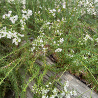plant material shot