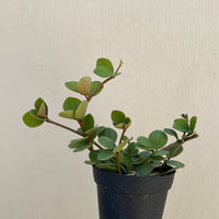 Peperomia Hope