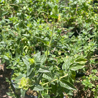 Monardella odoratissima, Mountain coyote mint