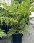 Cyathea cooperi, Australian Tree Fern