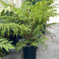 Cyathea cooperi, Australian Tree Fern