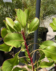 Protea cynaroides, King Protea