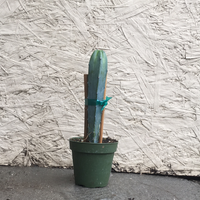 Myrtillocactus geometrizans