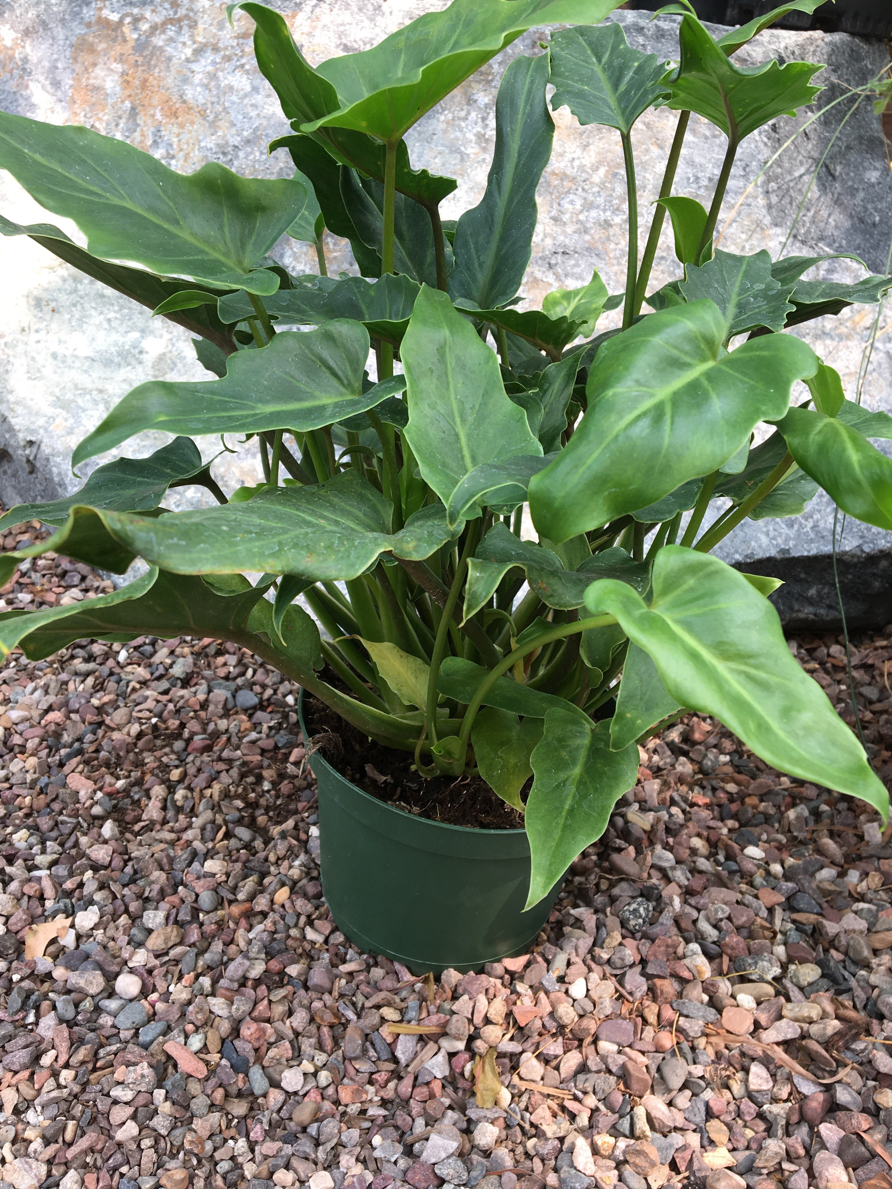 philodendron xanadu monrovia Philodendron 'Xanadu' – Plant Material