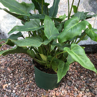 Philodendron ‘Xanadu’