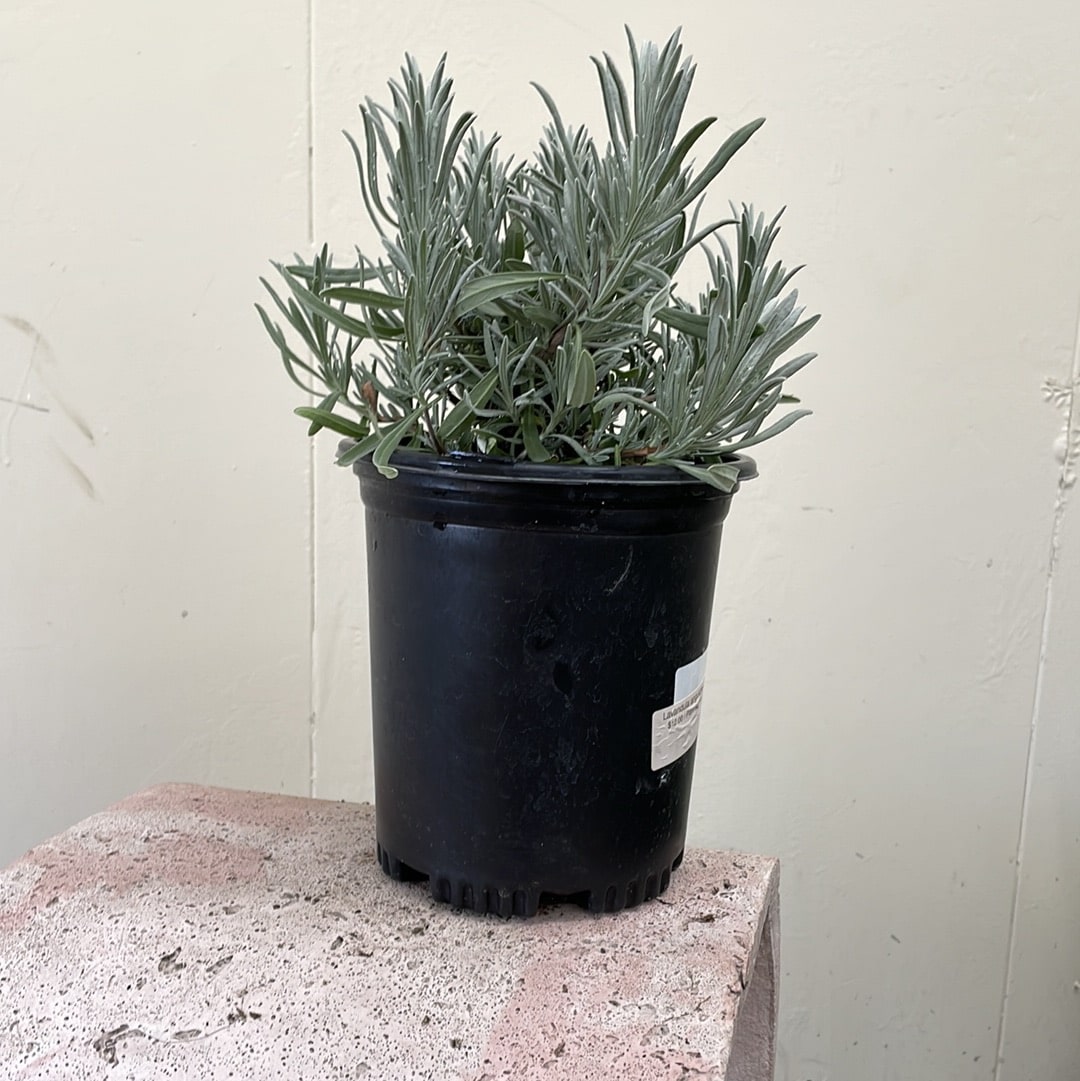 can you plant english lavender in a pot Lavandula angustifolia, English Lavender – Plant Material