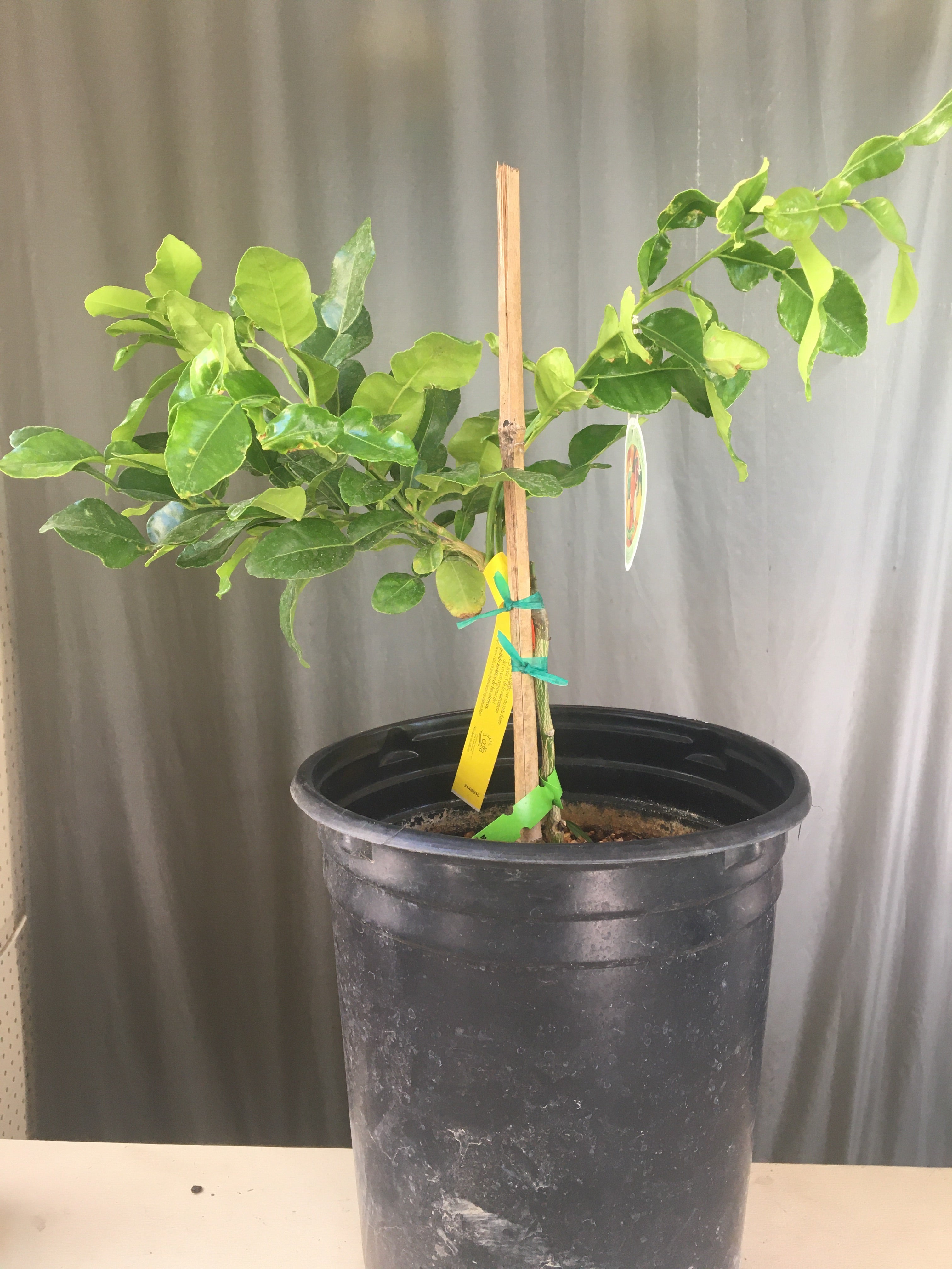 Thai Lime Leaf, semi-dwarf – Plant Material