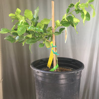 Thai Lime Leaf, semi-dwarf