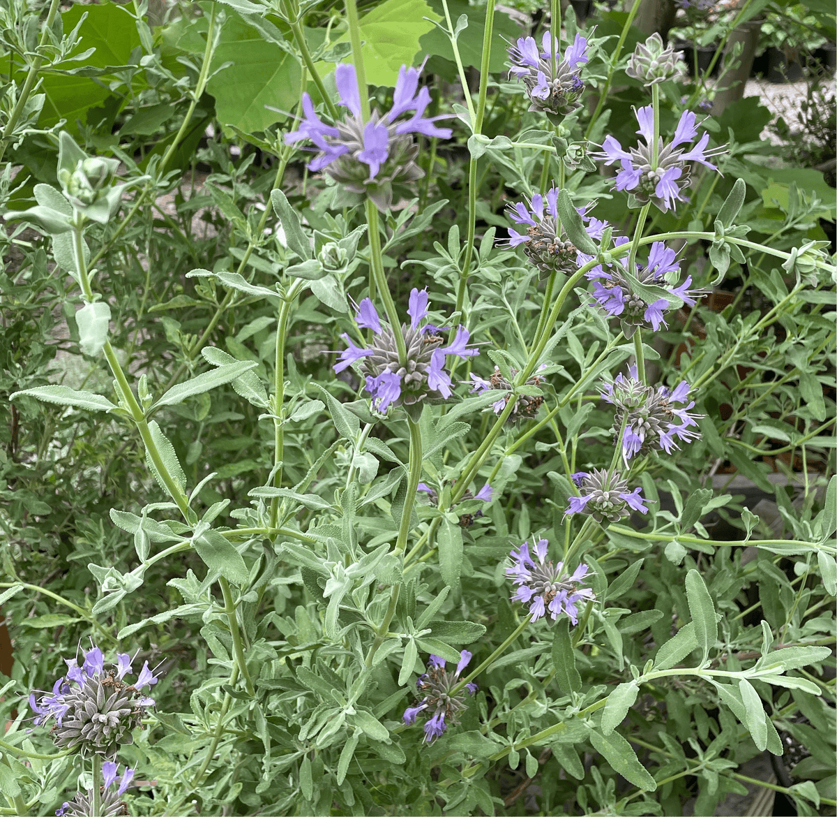 image_5fc3d0fc-1ee3-4fb2-b55a-