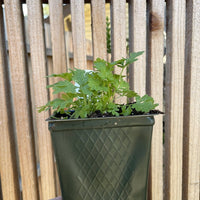 Certified Organic Fever Few 4" Pot
