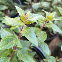 Keckiella cordifolia, climbing penstemon