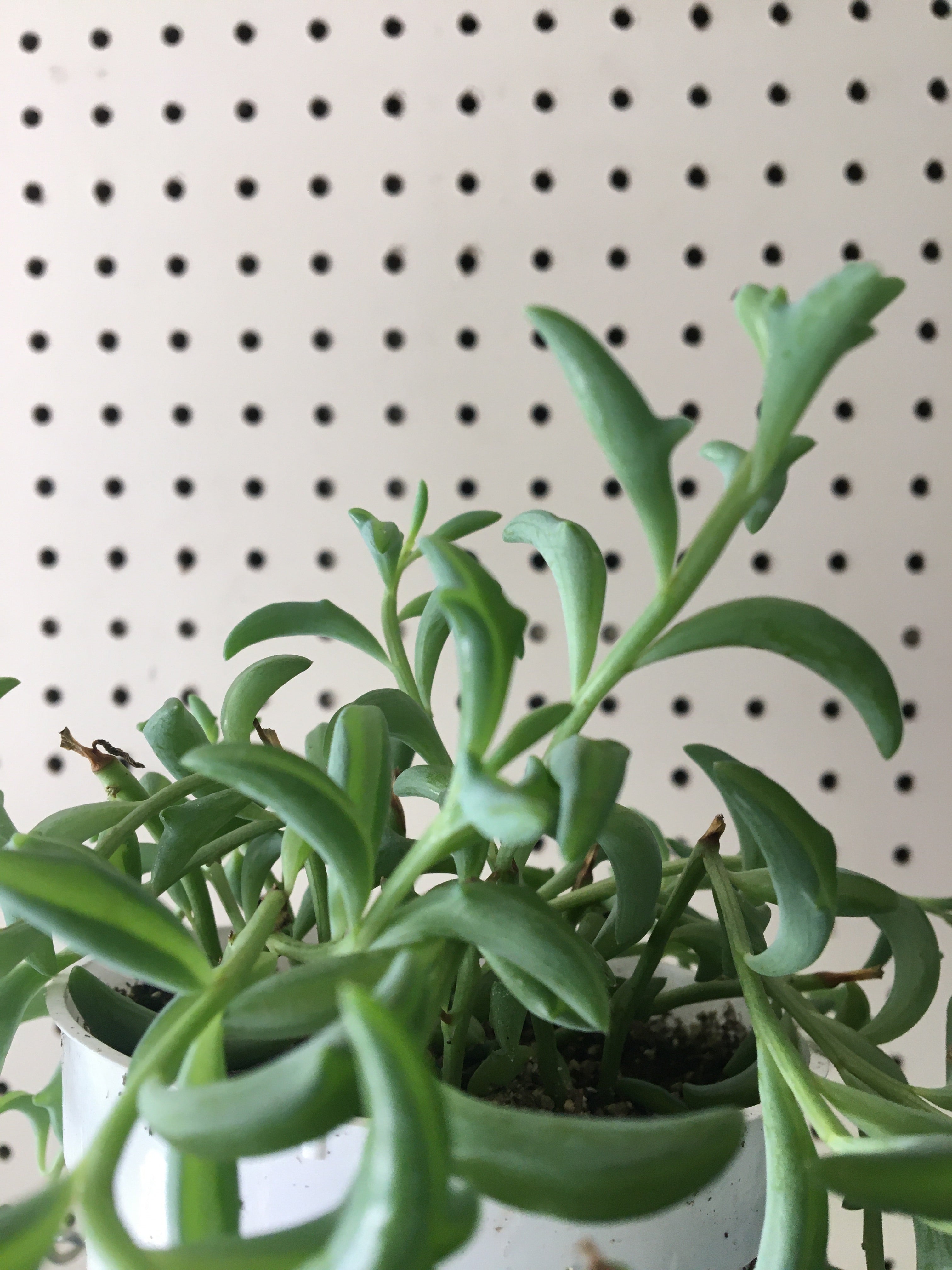 dolphin succulent canada Senecio peregrinus (String of Dolphins Succulent)