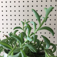 Senecio peregrinus (String of Dolphins Succulent)