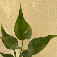 Alocasia cucullata
