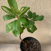 Arbutus menziesii (Madrone)