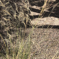 Aristida purpurea, Purple Three Awn grass and rock