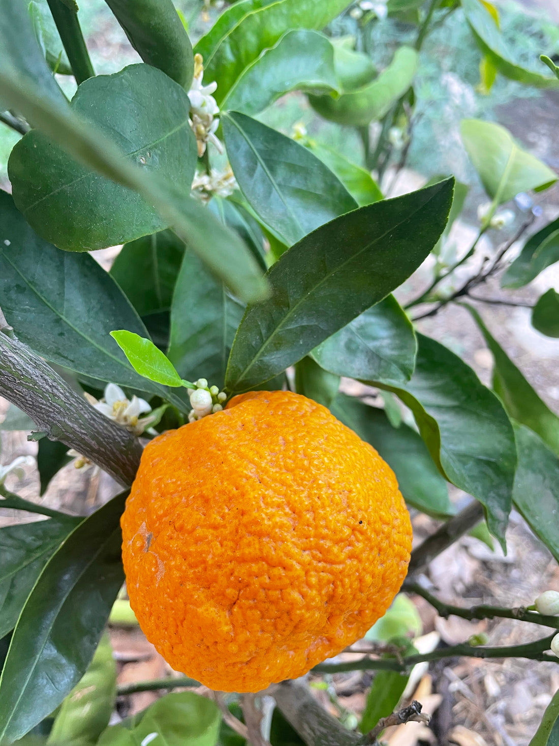 Gold Nugget, semi-dwarf