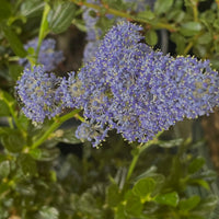 plant material shot