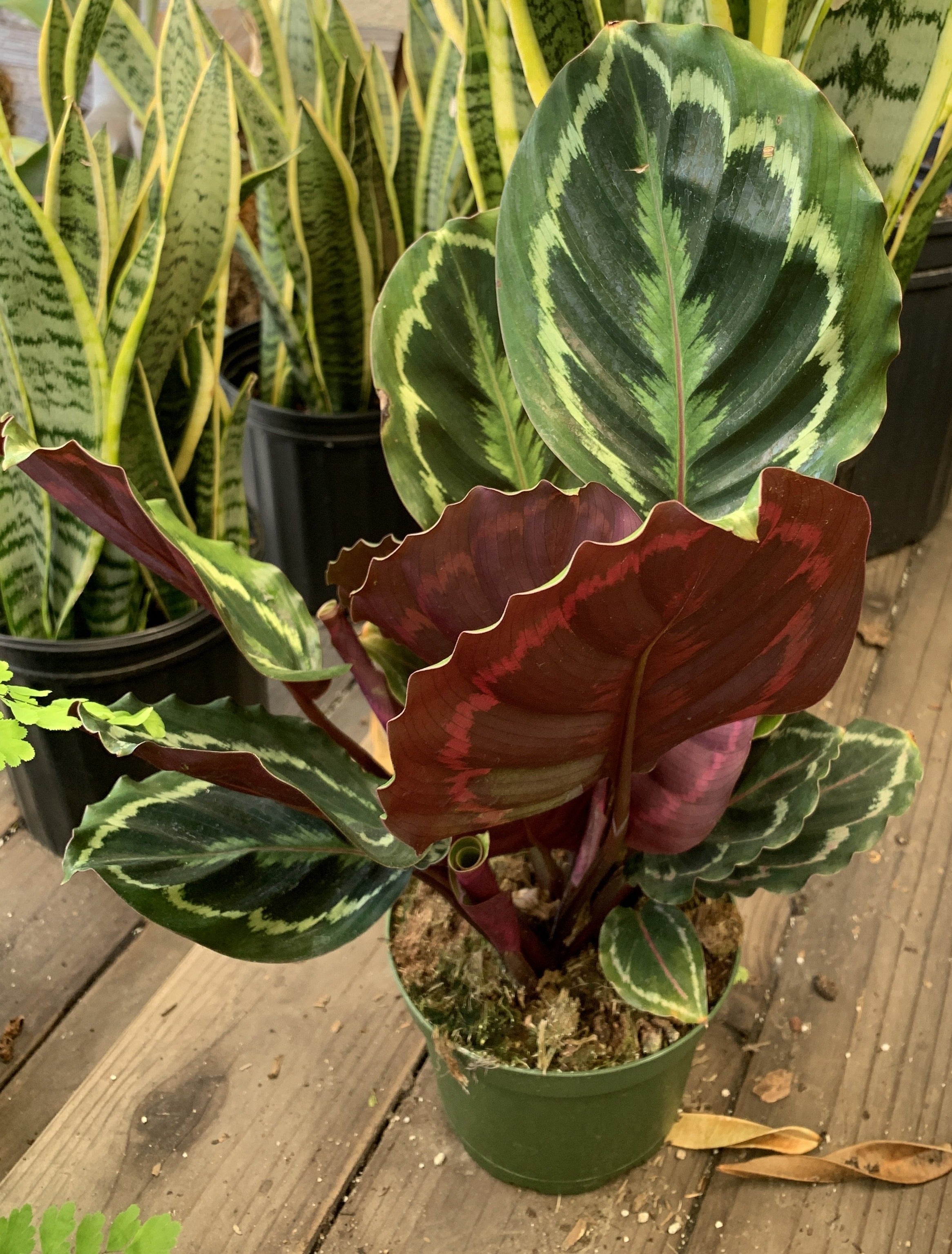 Medium Calathea 'Medallion' (Calathea roseopicta 'Medallion') – Rooted