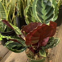 Calathea roseopicta (Medallion)