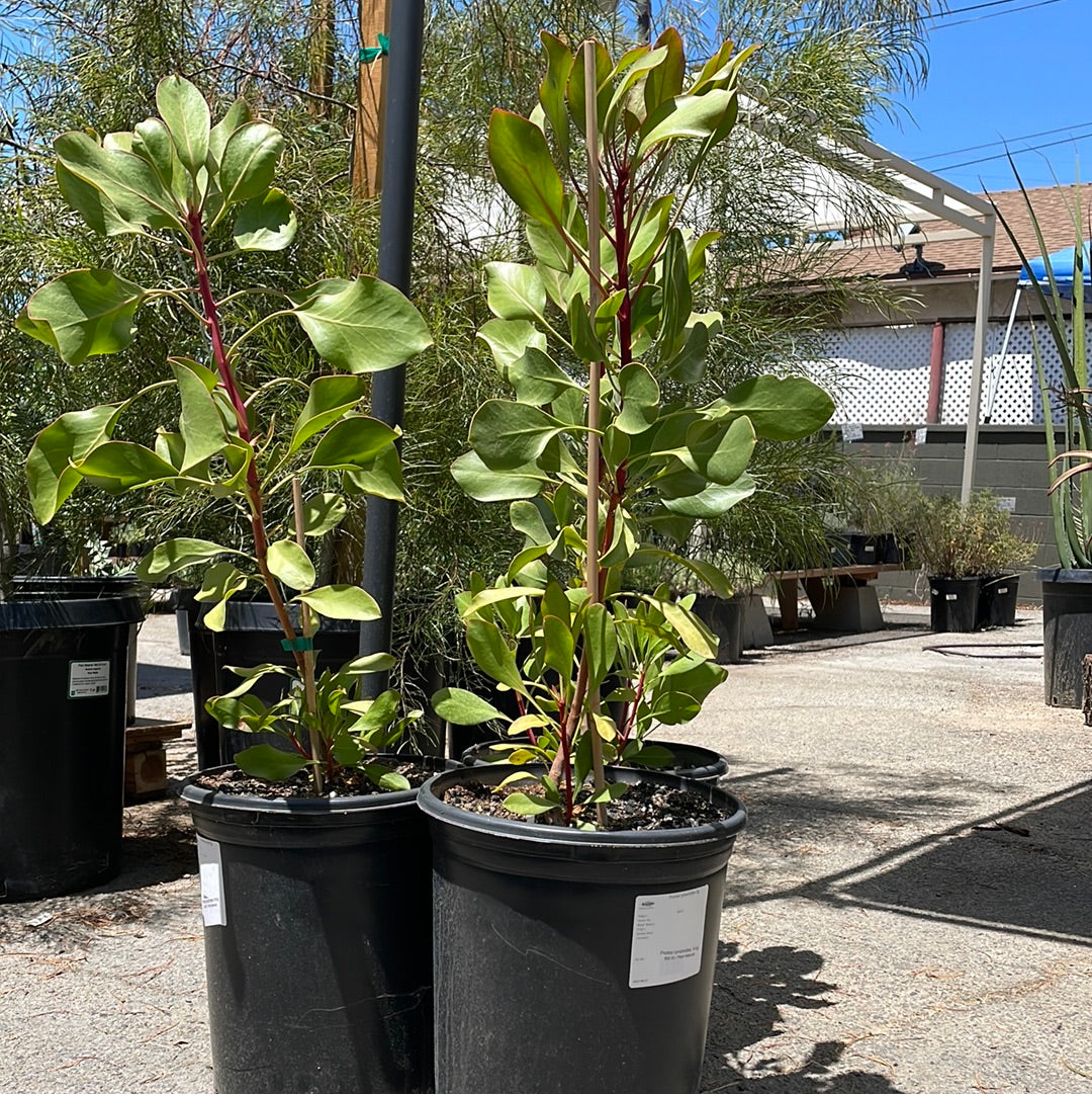 Protea cynaroides, King Protea