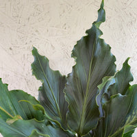 Anthurium plowmanii