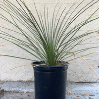 Dasylirion longissimum (Mexican Grass Tree)