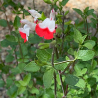 Salvia microphylla 'Hot Lips'