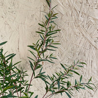 Leptospermum 'Dark Shadows'