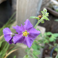 Solanum xantii 'Mountain Pride'