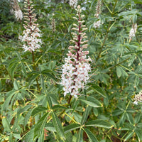plant material shot