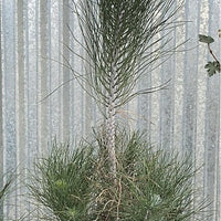 Pinus coulteri, Coulter Pine