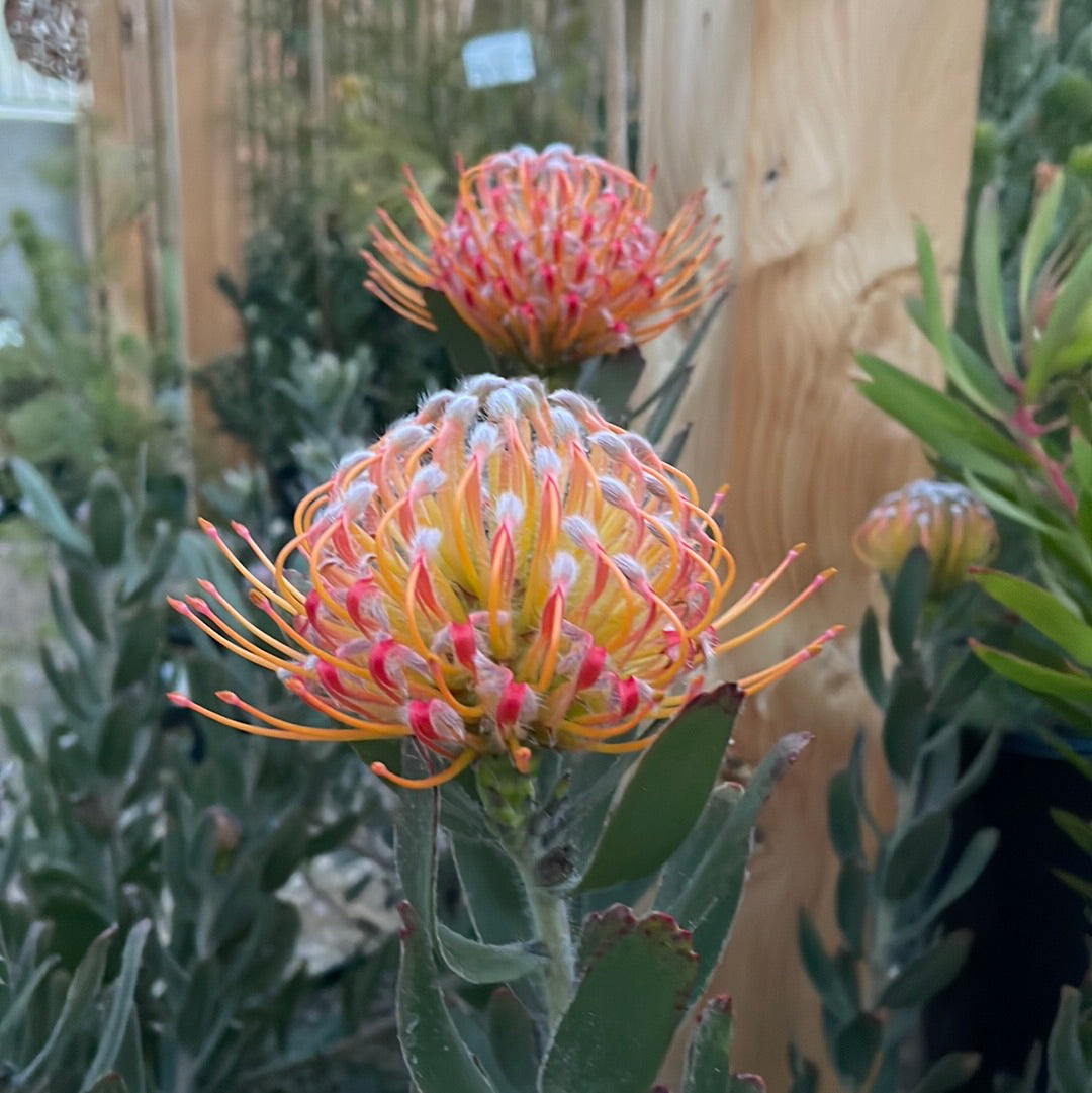 Leucospermum 'Scarlet Ribbon' (Pincushion)