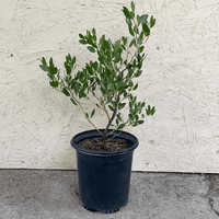 Arctostaphylos 'Howard McMinn' (manzanita) 1 Gallon