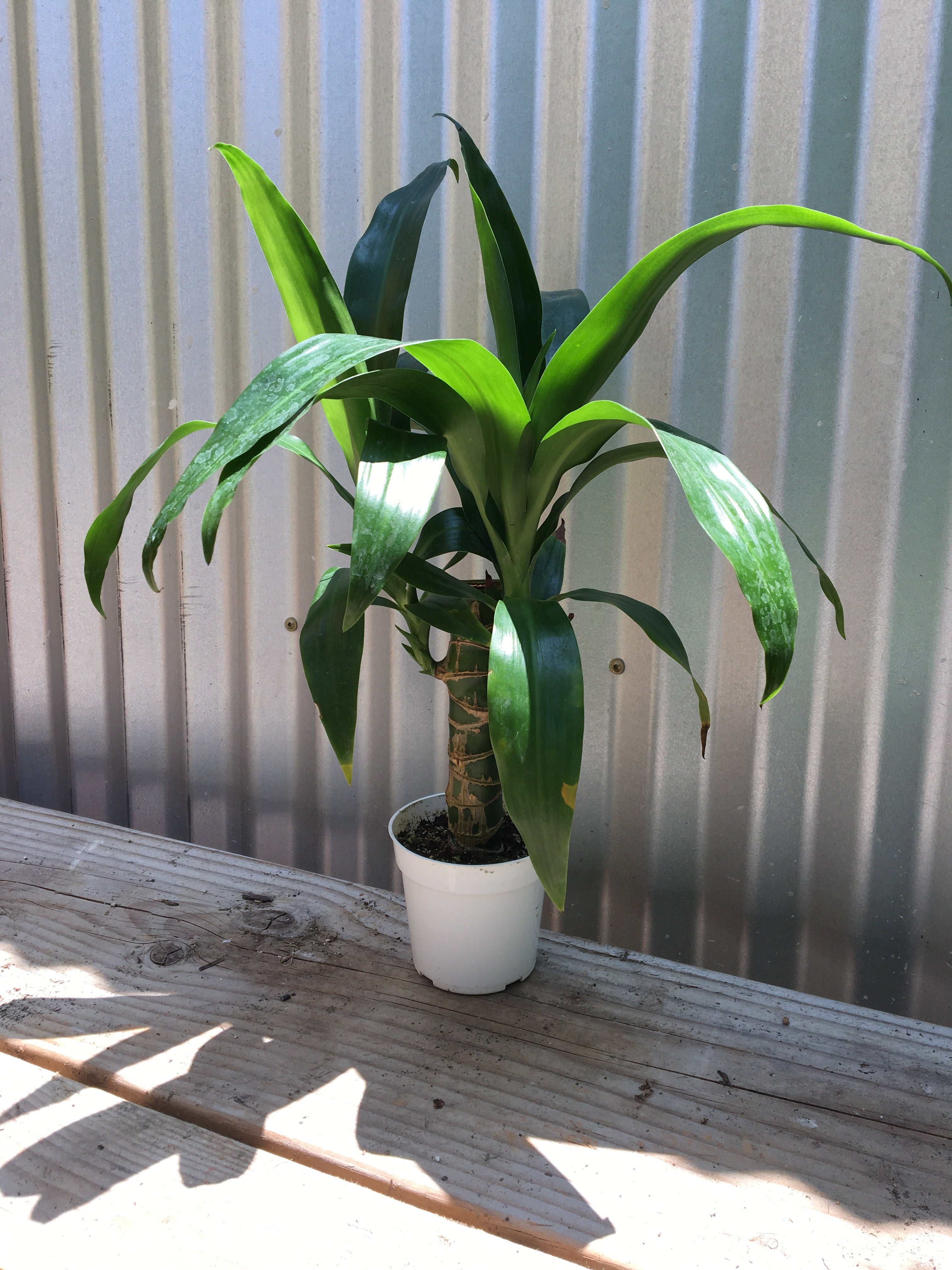 dracaena lisa Dracaena Elegance Lisa – Plant Material