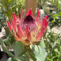 Protea Susanne