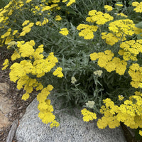 Achillea taygetea 'Moonshine' Rock Garden by Plant Material